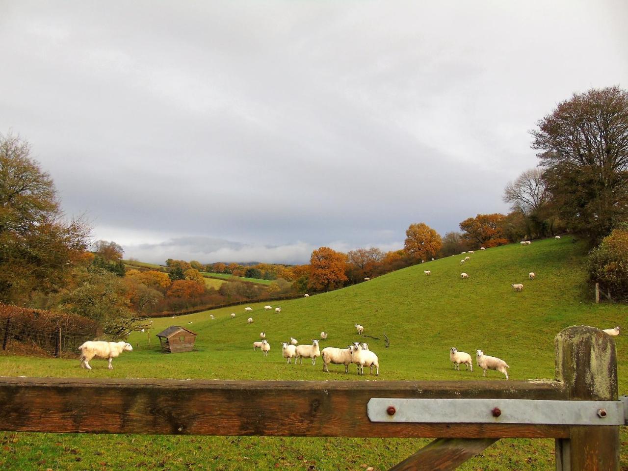 Pwllgwilym B & B Builth Wells Zewnętrze zdjęcie